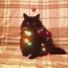 Cat 8