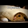 Cats 5
