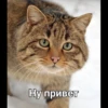 Cats 6