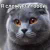 Cats 7