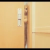 Cat's Memes 6
