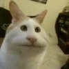 Cats 9