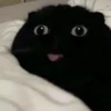 Gatos e Cachorros 11
