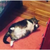 Not So Polite Cats 5