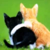 Cats 7
