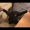 Cats 10