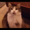 Cats 11