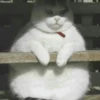 Cats 8