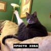 catsxoba 5