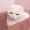 cats 9