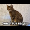 Cats 8