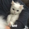 catsaandlove 10