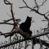 Cat 9