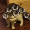 Cats 10
