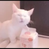 cats 10