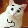 Cats 9