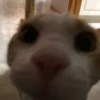 Cats 11