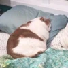 Not So Polite Cats 6