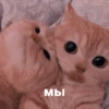 catsaandlove 12