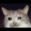 Cats 12
