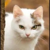Cats 13