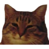 Caters Gonna Cate 9