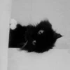 Cat 10