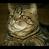 Cats 10