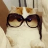 Cat's Memes 7