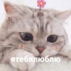 catsaandlove 13