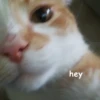 hey