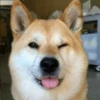 Gatos e Cachorros 15