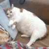 Cats 14