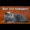 Cats 9