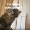 catsaandlove 14