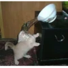 Not So Polite Cats 8