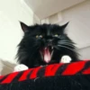 Cat 11