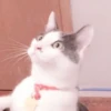 cats 11