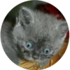 Lol cats 7