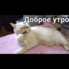Cats 10