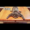 Cats 11