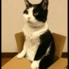 Cats 11