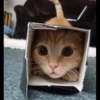 Cats 12