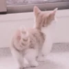 cats 12