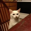 Cats 13