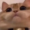 Cats 14