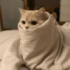Cat 12