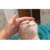 Not So Polite Cats 10