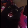 Cats 15