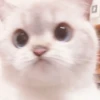 cats 13